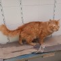 Garfield (3)